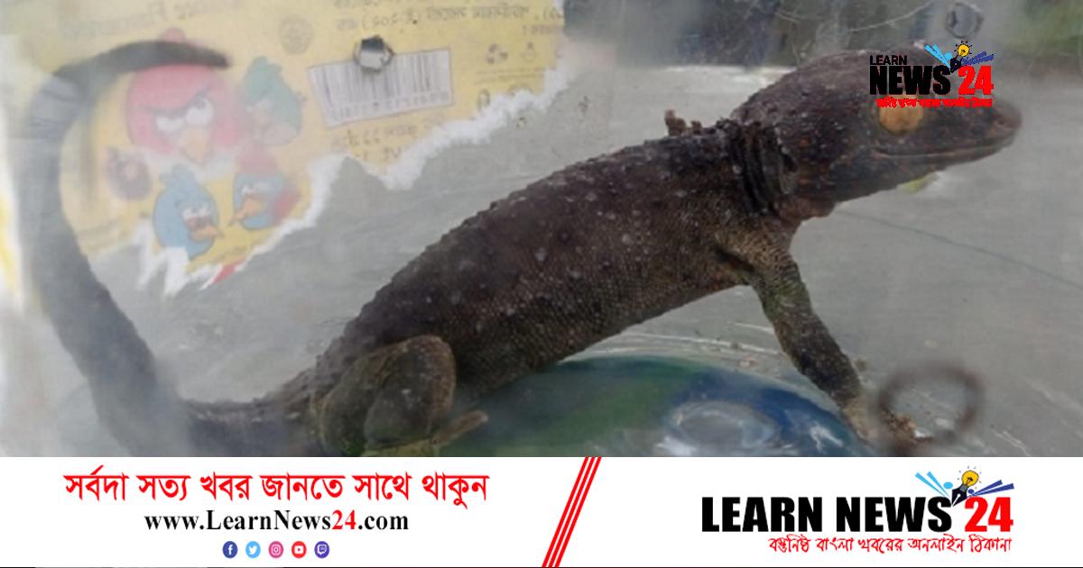 মোংলার লোকালয় থেকে বিরল প্রজাতির তক্ষক উদ্ধার মোংলার লোকালয় থেকে বিরল প্রজাতির তক্ষক উদ্ধার