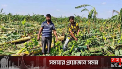 সিত্রাংয়ে লণ্ডভণ্ড দেড় হাজার বিঘা জমির কলাবাগান
