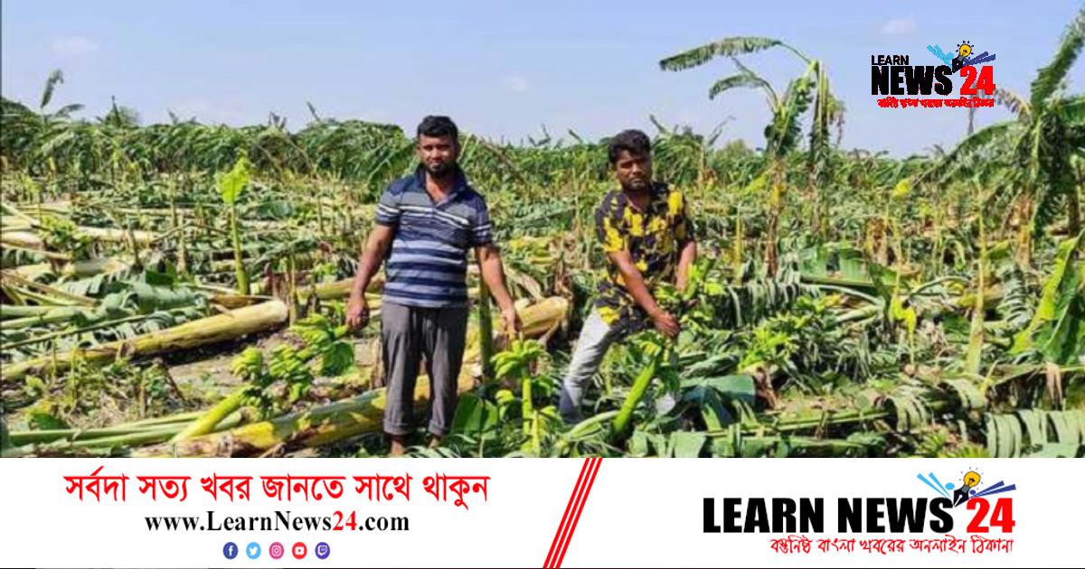 সিত্রাংয়ে লণ্ডভণ্ড দেড় হাজার বিঘা জমির কলাবাগান