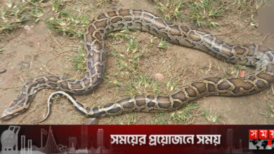 জেলের জালে ছয় ফুট লম্বা অজগর