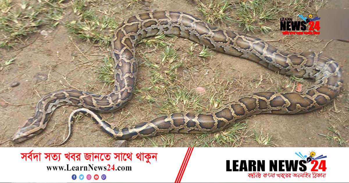 জেলের জালে ছয় ফুট লম্বা অজগর জেলের জালে ছয় ফুট লম্বা অজগর