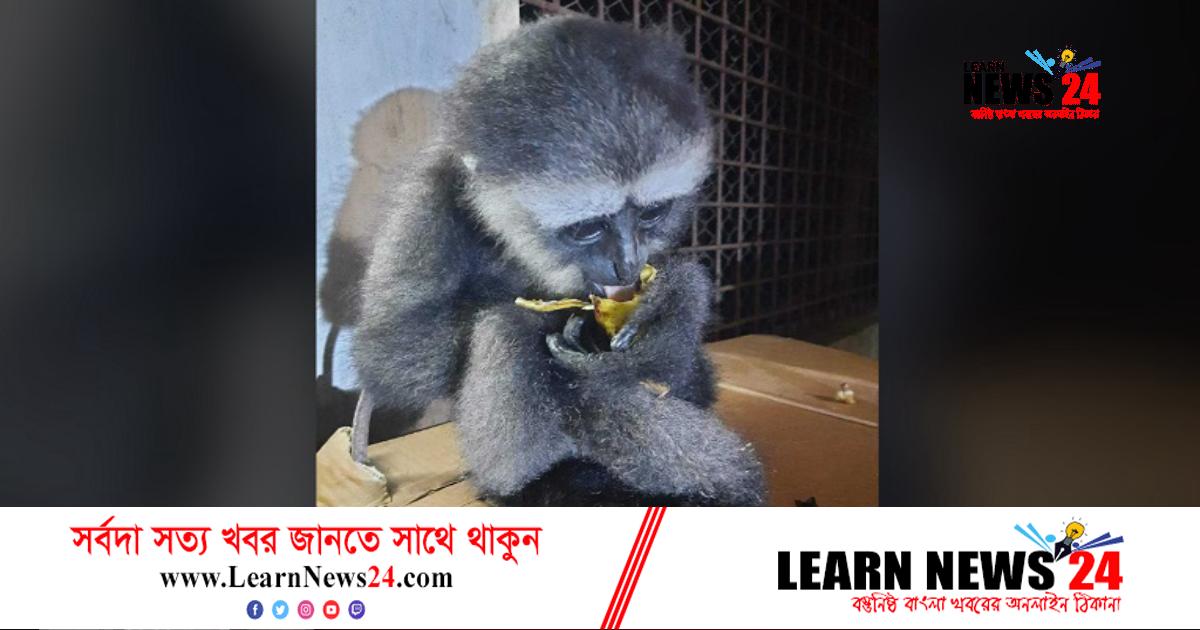 উল্লুকের তিন মাসের বাচ্চা ডান হাত নাড়তে পারছে না উল্লুকের তিন মাসের বাচ্চা ডান হাত নাড়তে পারছে না