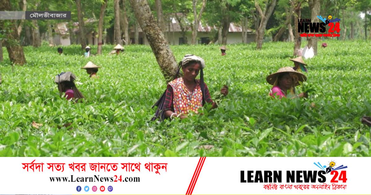 ক্ষত কাটিয়ে ওঠা সত্ত্বেও উৎপাদন লক্ষ্যমাত্রা নিয়ে শঙ্কা ক্ষত কাটিয়ে ওঠা সত্ত্বেও উৎপাদন লক্ষ্যমাত্রা নিয়ে শঙ্কা