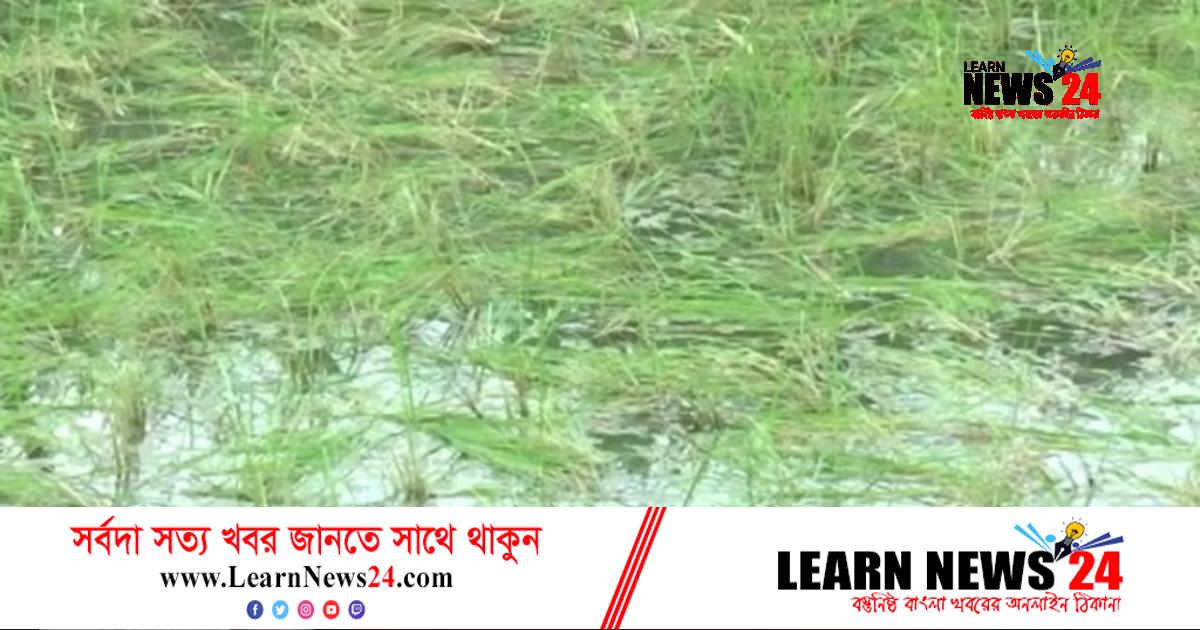 ঝালকাঠিতে সিত্রাংয়ের তাণ্ডব, ব্যাপক ক্ষতির মুখে কৃষক