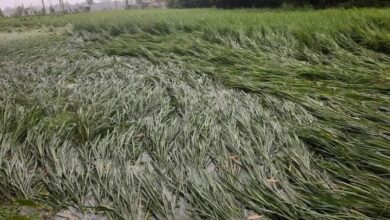 ফেনীতে ঘূর্ণিঝড় সিত্রাংয়ের তান্ডবে ১১১ হেক্টর জমির আমন ফসলের ক্ষতি