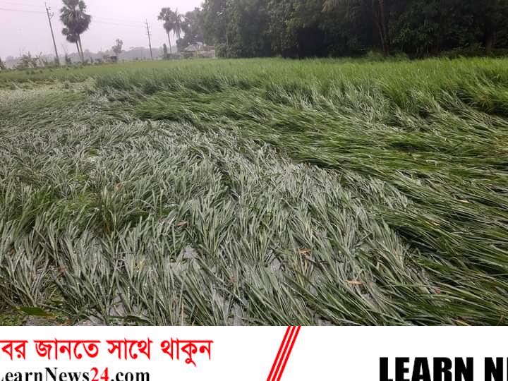 ফেনীতে ঘূর্ণিঝড় সিত্রাংয়ের তান্ডবে ১১১ হেক্টর জমির আমন ফসলের ক্ষতি