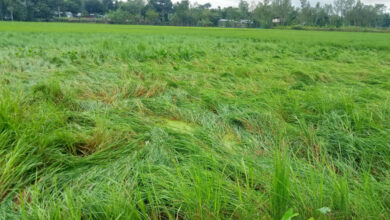 সোনাগাজীতে সিত্রাংয়ের ফসলের ব্যাপক ক্ষতি