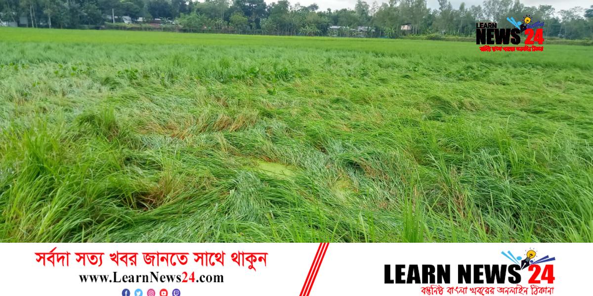 সোনাগাজীতে সিত্রাংয়ের ফসলের ব্যাপক ক্ষতি