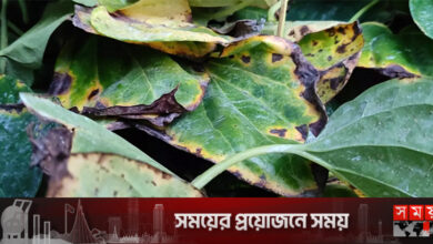 পানে পচন রোগ, দুশ্চিন্তায় চাষিরা