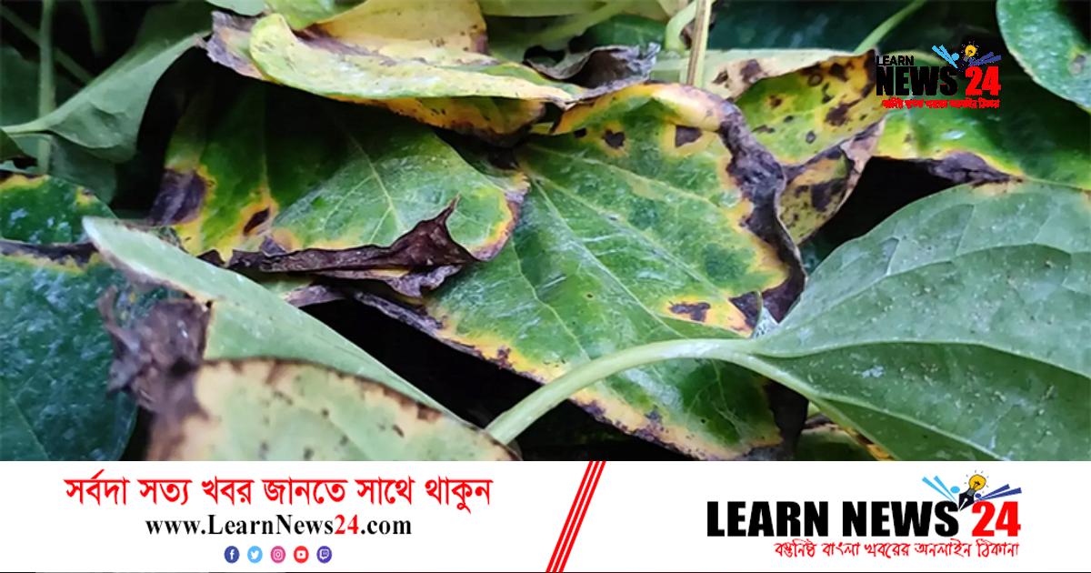 পানে পচন রোগ, দুশ্চিন্তায় চাষিরা পানে পচন রোগ, দুশ্চিন্তায় চাষিরা