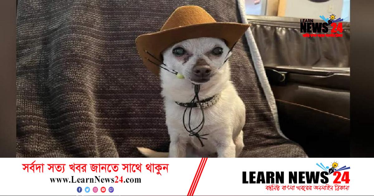 বিশ্বের সবচেয়ে বয়স্ক কুকুরের বয়স কত জানেন?