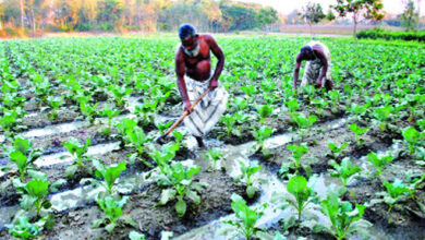 ফেনীতে অধিক লাভের আশায় আগাম সবজি চাষে ব্যস্ত কৃষক