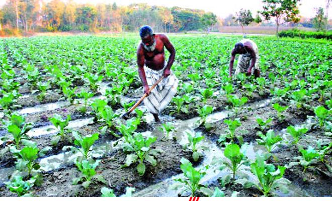 ফেনীতে অধিক লাভের আশায় আগাম সবজি চাষে ব্যস্ত কৃষক ফেনীতে অধিক লাভের আশায় আগাম সবজি চাষে ব্যস্ত কৃষক
