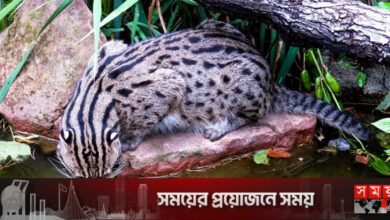 মেছো বিড়ালটি পিটিয়ে মারতে চেয়েছিলেন গ্রামবাসী