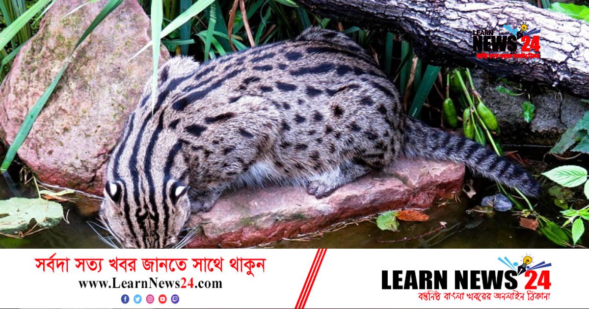 মেছো বিড়ালটি পিটিয়ে মারতে চেয়েছিলেন গ্রামবাসী