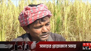 দিনাজপুরে ধানের বাম্পার ফলনে কৃষকের মুখে হাসি