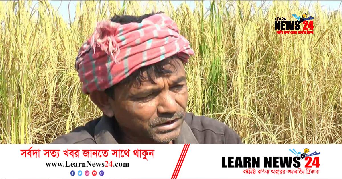 দিনাজপুরে ধানের বাম্পার ফলনে কৃষকের মুখে হাসি দিনাজপুরে ধানের বাম্পার ফলনে কৃষকের মুখে হাসি