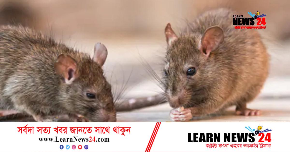 ইঁদুরের বিরুদ্ধে গাঁজা খেয়ে ফেলার অভিযোগ পুলিশের! ইঁদুরের বিরুদ্ধে গাঁজা খেয়ে ফেলার অভিযোগ পুলিশের!