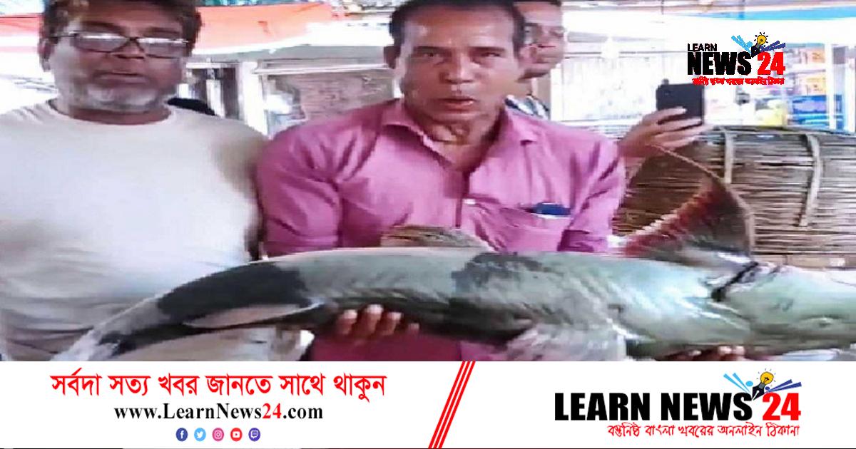ব্রহ্মপুত্রে ধরা পড়ল ৩৫ কেজির বাঘাইড় ব্রহ্মপুত্রে ধরা পড়ল ৩৫ কেজির বাঘাইড়