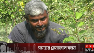 সিত্রাং কেড়ে নিল কৃষক তামেজের স্বপ্ন