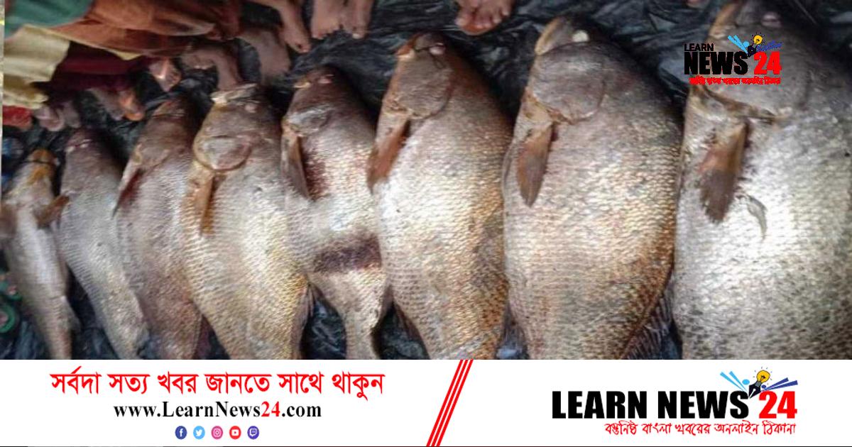 ৮টি কালা পোয়া মাছে বদলে গেল জেলে পরিবারের ভাগ্য ৮টি কালা পোয়া মাছে বদলে গেল জেলে পরিবারের ভাগ্য