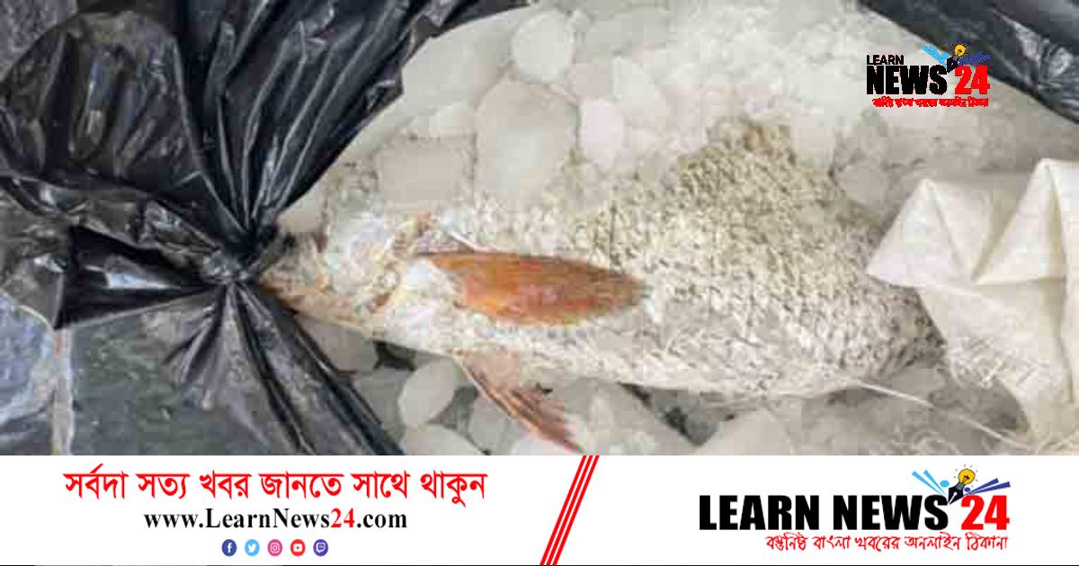 এক মাছের দাম সাড়ে ৫ লাখ টাকা!