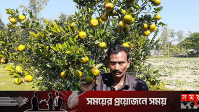 কুড়িগ্রামে দার্জিলিং-সাদকি কমলা চাষে সফলতা