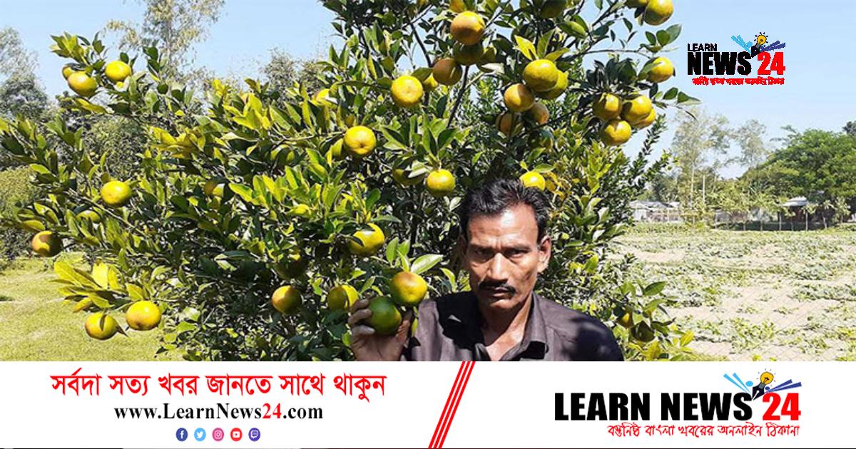 কুড়িগ্রামে দার্জিলিং-সাদকি কমলা চাষে সফলতা কুড়িগ্রামে দার্জিলিং-সাদকি কমলা চাষে সফলতা