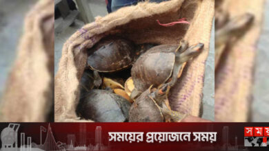 বাগেরহাটে ২৫০‌টি কচ্ছপ উদ্ধার, তিনজনের কারাদণ্ড