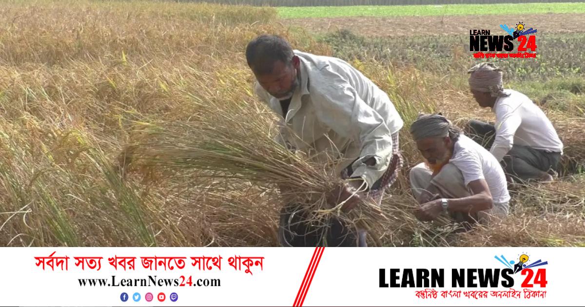 নড়াইলে আমন চাষে কৃষকের মুখে হাসি