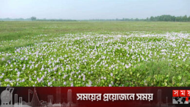 নাটোরে ২ হাজার হেক্টর জমির আবাদ বন্ধ