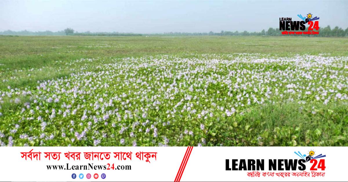 নাটোরে ২ হাজার হেক্টর জমির আবাদ বন্ধ