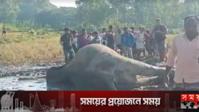 নেত্রকোনায় ধানক্ষেতে বন্যহাতির মরদেহ