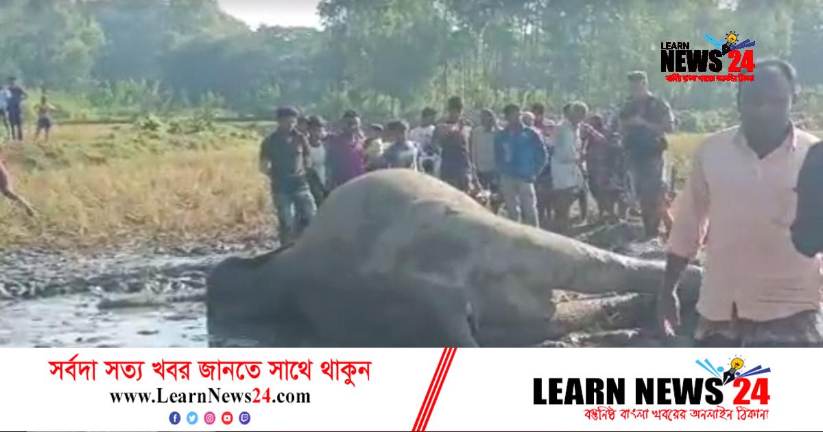 নেত্রকোনায় ধানক্ষেতে বন্যহাতির মরদেহ