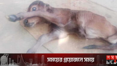 এক বাছুরের দুটি পা!