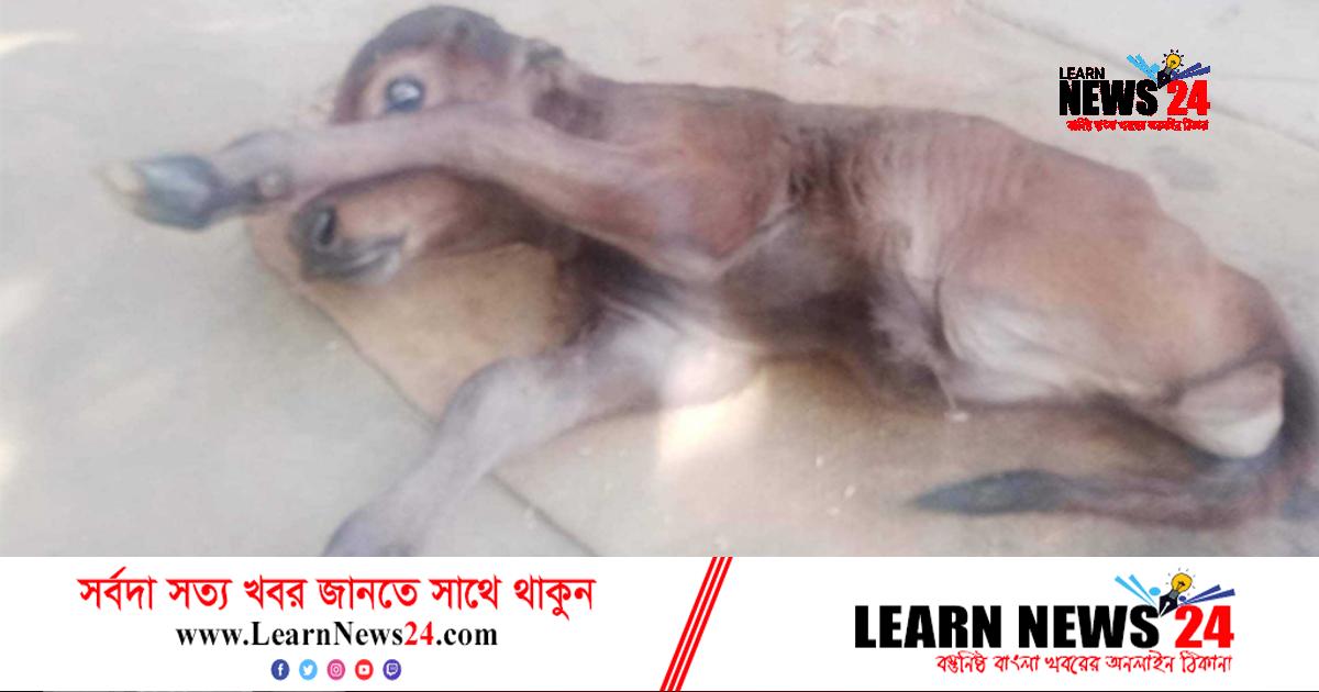 এক বাছুরের দুটি পা!