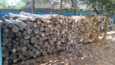 ফেনীতে ৩০০ ঘনফুট সেগুন কাঠ জব্দ