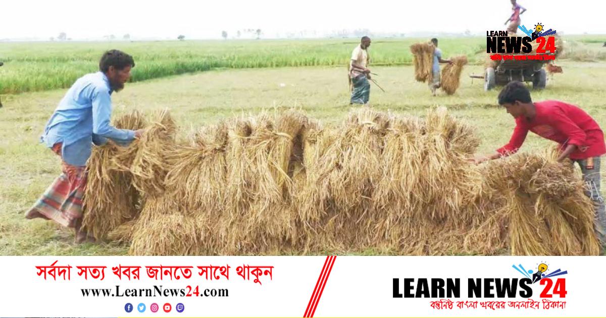 চরাঞ্চলে আমনের বাম্পার ফলন