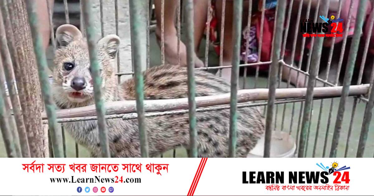 ঠাকুরগাঁওয়ে বিরল প্রজাতির প্রাণী উদ্ধার ঠাকুরগাঁওয়ে বিরল প্রজাতির প্রাণী উদ্ধার