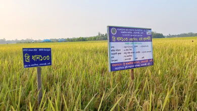 সোনাগাজীতে ধানের নতুন জাত উদ্ভাবন, যে ধানের রোগবালাই কম, ফলন বেশি সোনাগাজীতে ধানের নতুন জাত উদ্ভাবন, যে ধানের রোগবালাই কম, ফলন বেশি