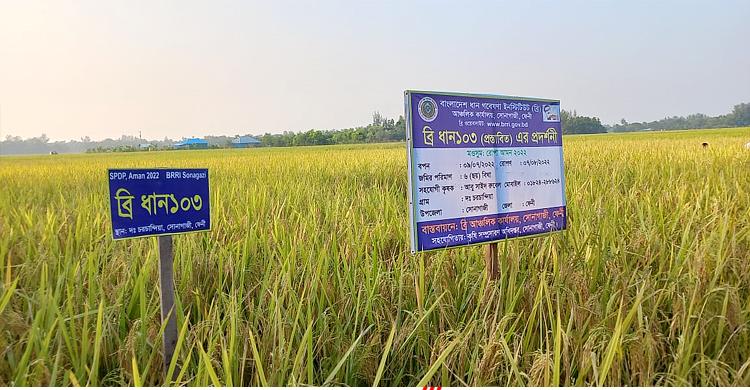 সোনাগাজীতে ধানের নতুন জাত উদ্ভাবন, যে ধানের রোগবালাই কম, ফলন বেশি