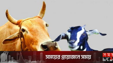 দেশে গরু-ছাগল বেড়েছে