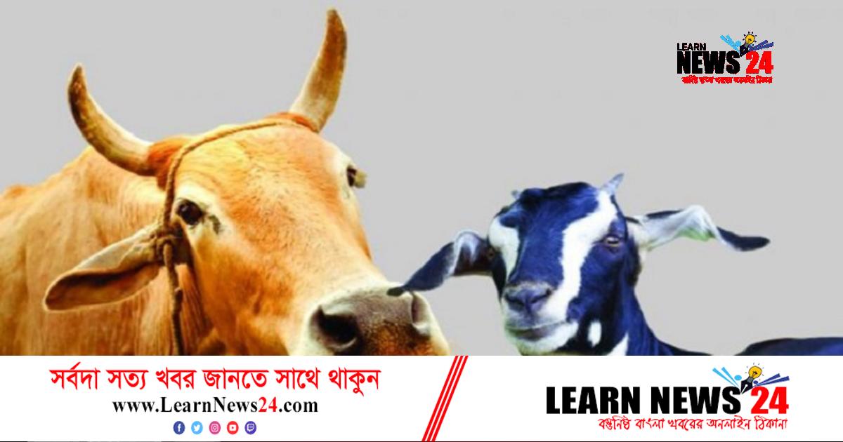 দেশে গরু-ছাগল বেড়েছে