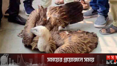 গাইবান্ধায় মিলল বিরল প্রজাতির শকুন