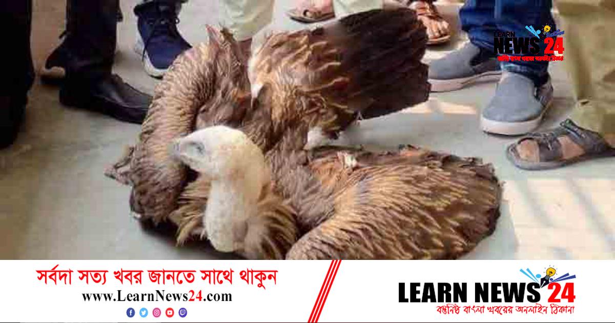 গাইবান্ধায় মিলল বিরল প্রজাতির শকুন গাইবান্ধায় মিলল বিরল প্রজাতির শকুন
