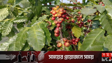 কফি চাষে মোখলেছুরের আয় লক্ষাধিক টাকা
