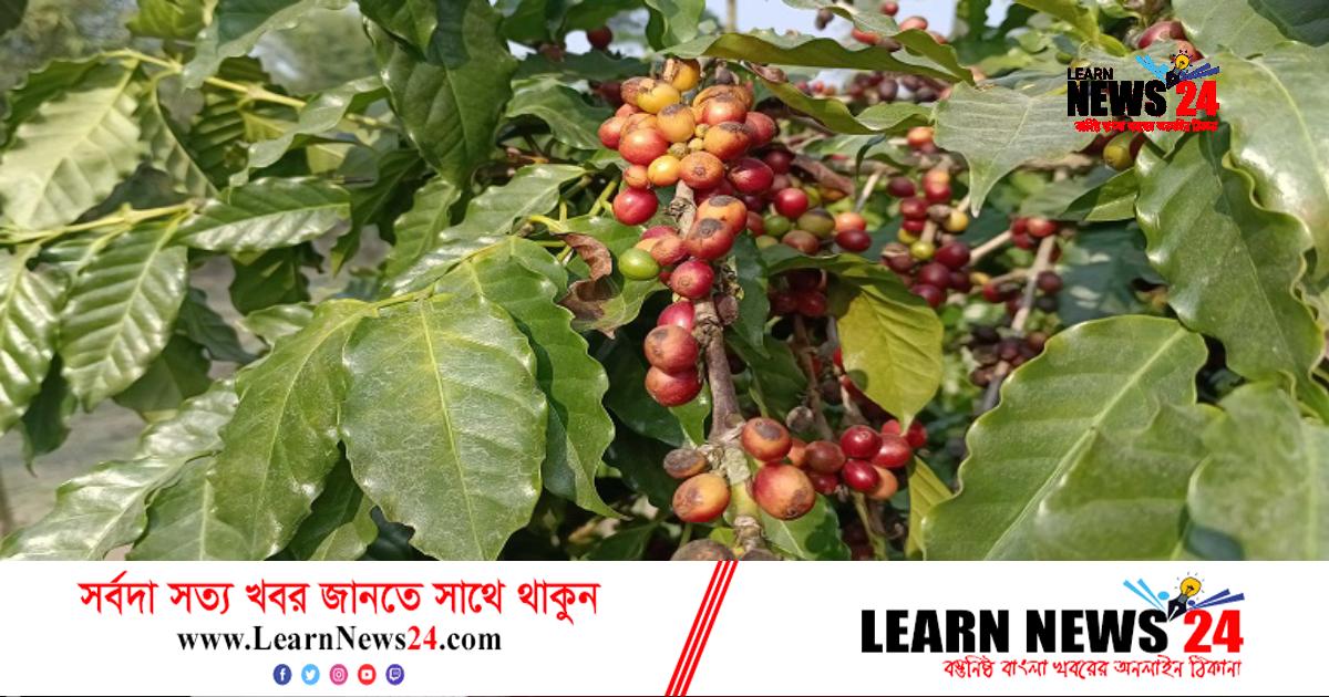 কফি চাষে মোখলেছুরের আয় লক্ষাধিক টাকা কফি চাষে মোখলেছুরের আয় লক্ষাধিক টাকা
