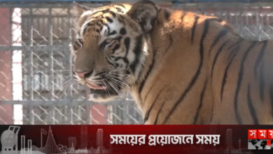 বাঘের জন্য নতুন খাঁচা, আনা হচ্ছে নতুন প্রজাতির প্রাণী