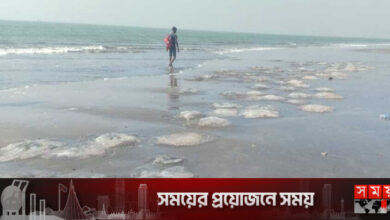 এবার টানা জালে আটকা পড়েছে শত শত জেলিফিশ