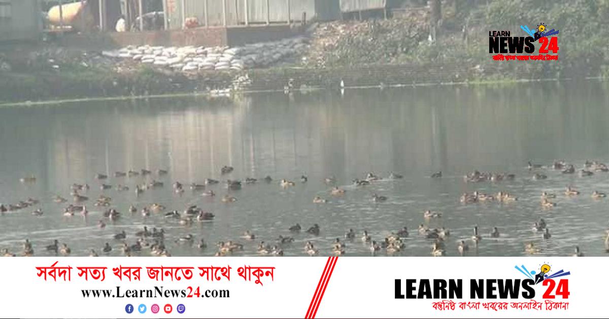 অতিথি পাখির অভয়াশ্রম পঞ্চগড়ের ময়দানদিঘি পুকুর অতিথি পাখির অভয়াশ্রম পঞ্চগড়ের ময়দানদিঘি পুকুর
